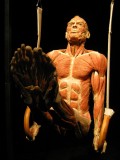 Copyright: Gunther von Hagens‘ KÖRPERWELTEN, Institut für Plastination, Heidelberg, www.koerperwelten.de