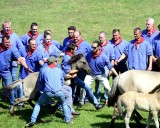 Fangburschen trennen einen Junghengst von der Herde.